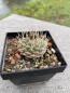 Preview: Strombocactus disciformis